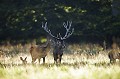  Brame, cerf, biche 